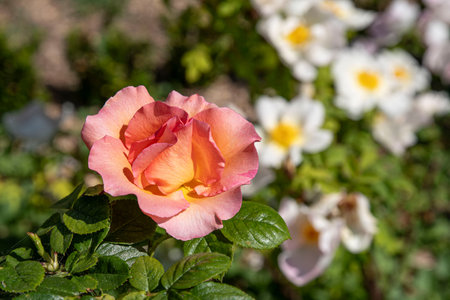 close-up of an orange rose in a gardenの写真素材