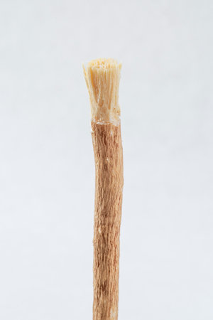 Siwak or miswak stick, tree root for ecological tooth brushingの写真素材