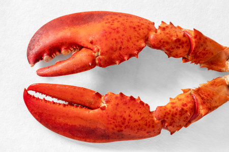 Red cooked lobster claws on a white backgroundの写真素材