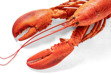 Red cooked lobster on a white backgroundの写真素材