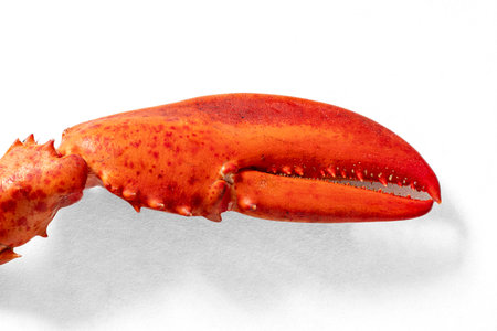 Red cooked lobster claws on a white backgroundの写真素材