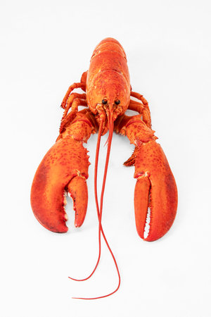 Red cooked lobster on a white backgroundの写真素材