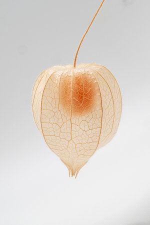 Close-up of a ripe cape gooseberry in its shellの写真素材