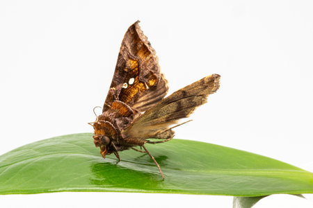 Close-up of a moth on a green leafの写真素材