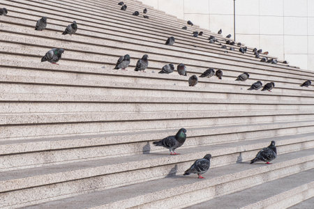 Many pigeons on the steps of a staircase in the cityの写真素材