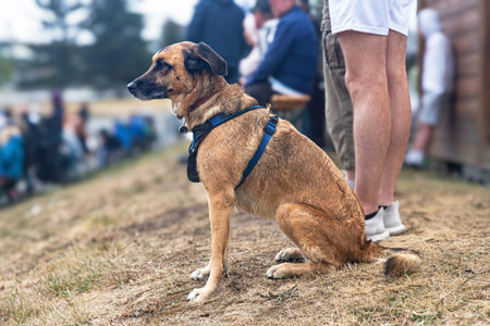 A dog sitting quietly at a man's feet is looking intently at him with a harness on