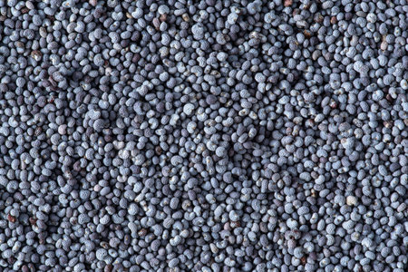 Texture of blue poppy seedsの写真素材