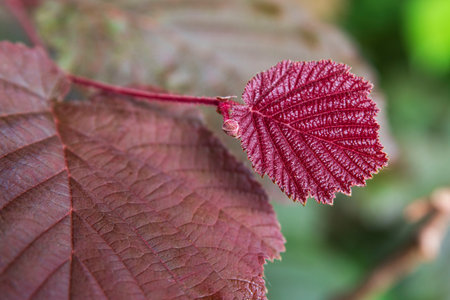 Close-up of red hazelnut leavesの写真素材
