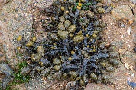 Close-up of brown seaweed with heart-shaped floats on a beach in Brittany