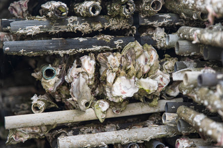 Texture of oyster shells on stakes for sea farmingの写真素材