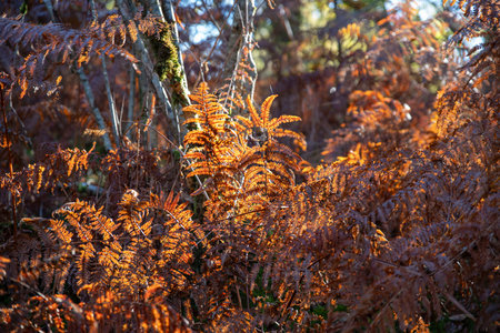Close-up of brown fern leaves in a forest in autumnの写真素材