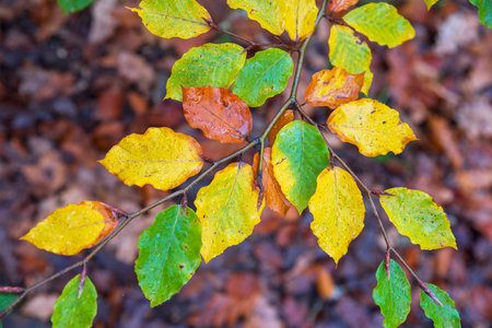 Close-up of a tree branch with autumn-colored leaves and a background of dead leaves on the ground