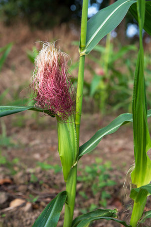 Close-up of a green corn cob in a field in summerの写真素材