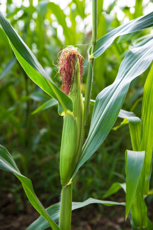 Close-up of a green corn cob in a field in summerの写真素材