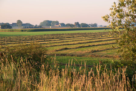 Cultivated fields with trees and surrounding nature in rural countrysideの写真素材