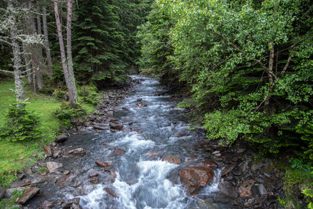 Mountain river in a forest in the Pyrenees, France, in spring with lush green vegetationの写真素材