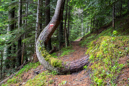 A hiking trail in the forest with an unusual tree shape