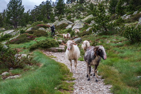 A small flock of sheep walks along a footpath with a tourist in the Pyrenees mountainsの写真素材