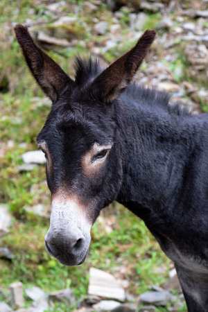 Donkeys roaming free on a mountain hiking trailの写真素材