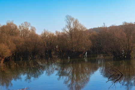 Lac d'orient and its vegetation in winter, reservoir lake of the Seine in the Aube department in France, in the nature reserve of the forest d'orient in Champagneの写真素材