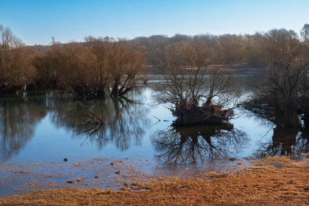 Lac d'orient and its vegetation in winter, reservoir lake of the Seine in the Aube department in France, in the nature reserve of the forest d'orient in Champagneの写真素材