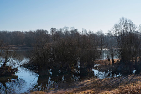 Lac d'orient and its vegetation in winter, reservoir lake of the Seine in the Aube department in France, in the nature reserve of the forest d'orient in Champagneの写真素材