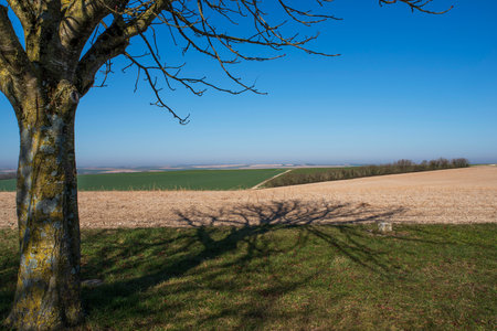 Rural landscape with fields and a treeの写真素材