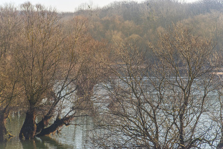 Lac d'orient and its vegetation in winter, reservoir lake of the Seine in the Aube department in France, in the nature reserve of the forest d'orient in Champagne.の写真素材
