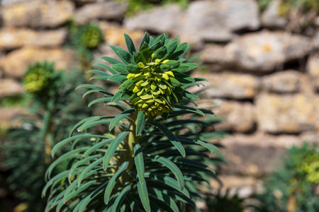 Close-up of a euphorbia plant in a garden in springの写真素材