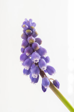 Close-up of a violet muscari flower in springの写真素材