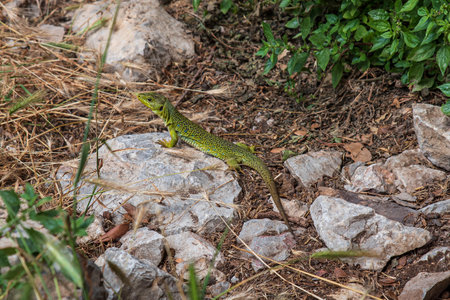 Close-up of an ocellated lizard on a footpath in Spainの写真素材