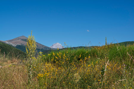 Typical landscape of the Picos de Europa National Park in Spain in summer with beautiful vegetationの写真素材