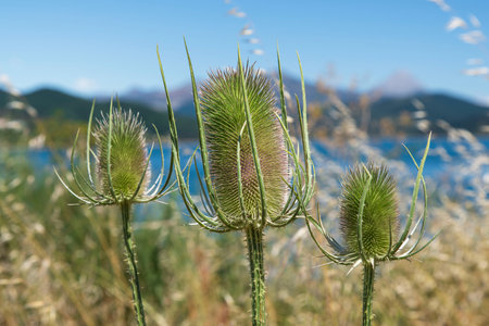 Teasel (Dipsacus fullonum), wild thistle in a meadow in springの写真素材