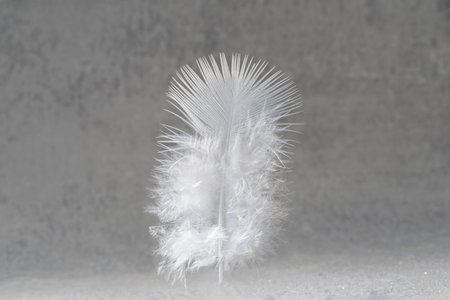 Close-up of a white down feather on a gray backgroundの写真素材