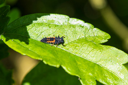 Close-up of a ladybird larva on a leaf in a garden in springの写真素材