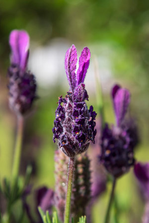 Close-up of butterfly lavender in a gardenの写真素材