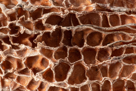 Close-up texture of a dried morel mushroom on a white background