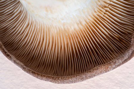Close-up of mushroom gills seen from belowの写真素材
