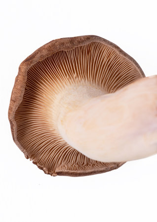 Close-up of gills and mushroom stem seen from below