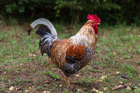 Close-up of a rooster in profile walking in the grass
