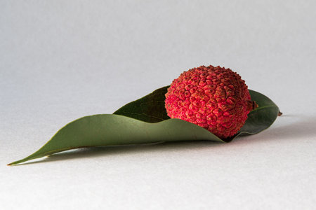 close-up shot of a lychee on a white background