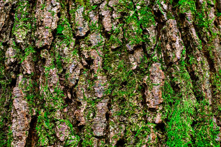 Mossy Bark の写真素材