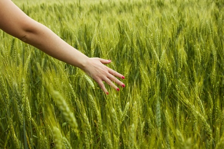 green spikelets with woman palms の写真素材