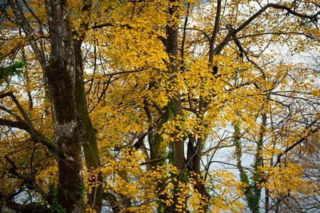 Forest in autumn 