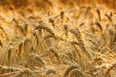 Fields of wheatの写真素材