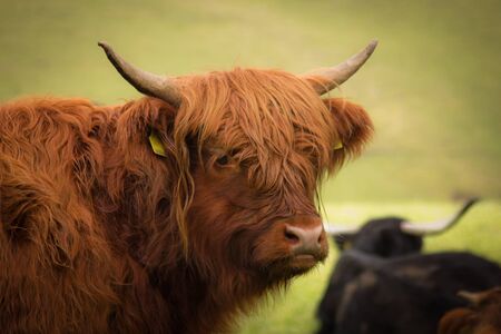 red bison closeup while looking in the cameraの写真素材