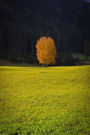 yellow tree in autumn on a lawn in the morning lightの写真素材