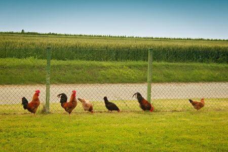 roosters and hens in a row near a fence on the grassの写真素材