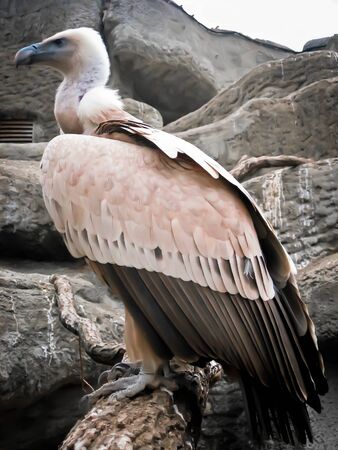 extreme close-up of a vulture at the zoo in budapestの写真素材