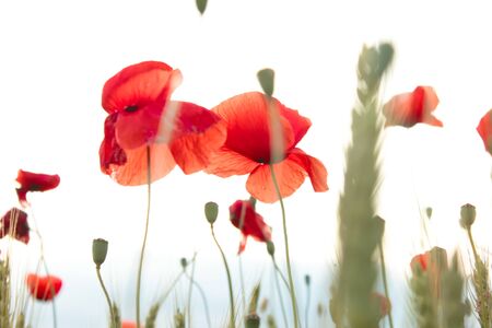 red poppies shadow on a white skyの写真素材
